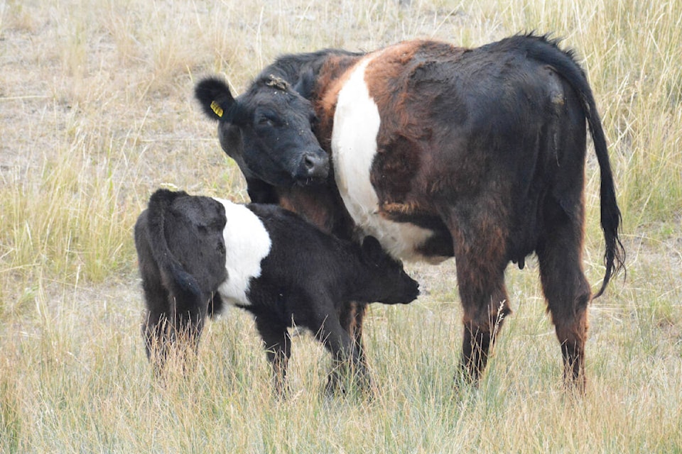Miracle the calf with her mom Jewel. (Monica Lamb-Yorski photo - Williams Lake Tribune)