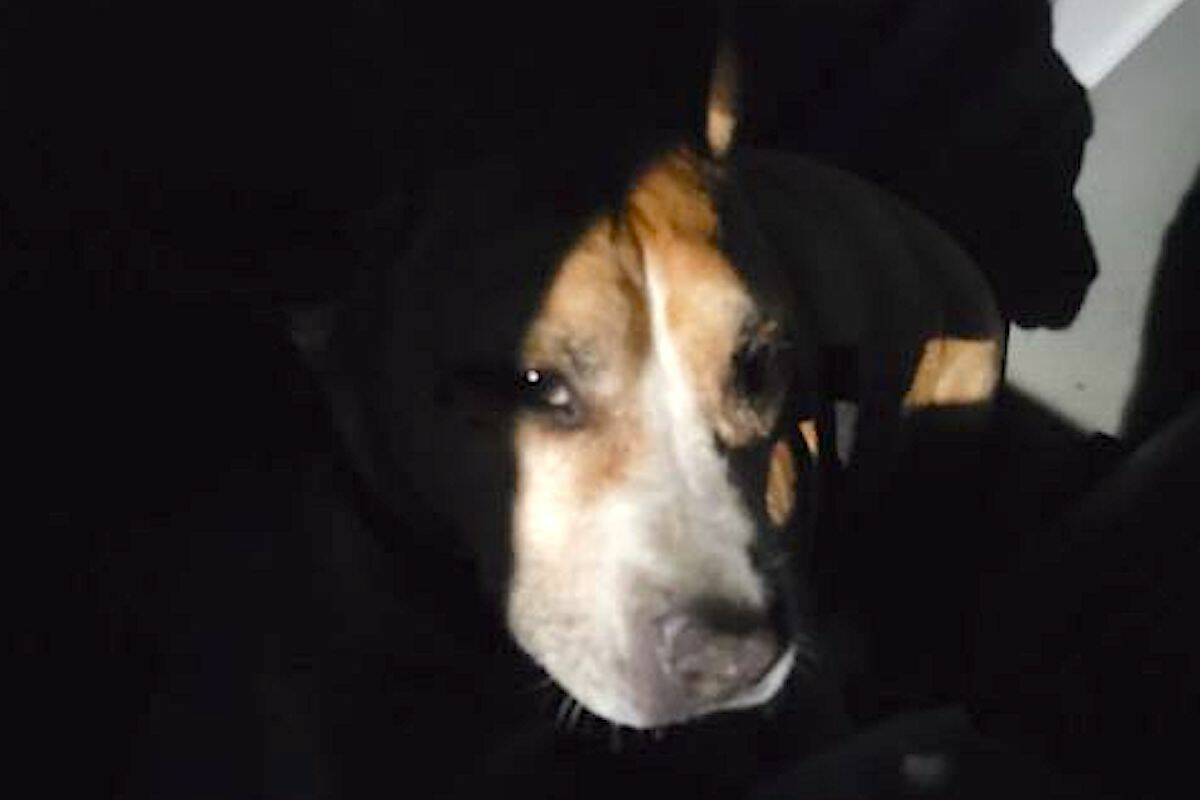 Lucy the dog in her hidey-hole, found after being hit by a car. (Doris Selina photo)
