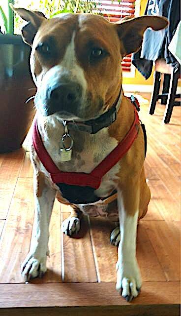 Lucy the dog. (Doris Selina photo)