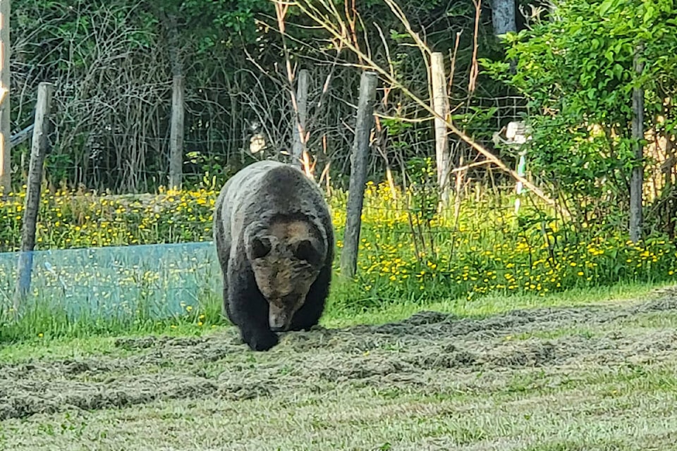 33485030_web1_230614-NIG-Grizzly-bear-sighted-grizzlybear_1