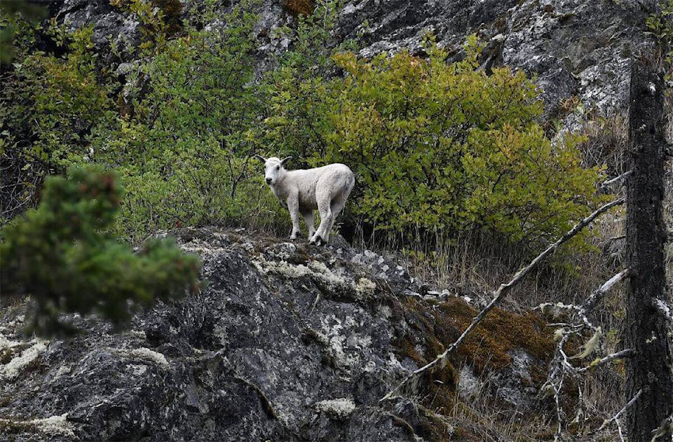 33491372_web1_230803-CMA-Nanny-Goat-Killed_1