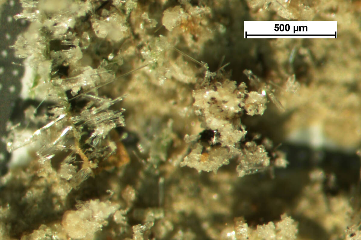 This microscopic image showcases a soft marine organism impaled by multiple fibreglass particles, creating a visual reminiscent of a living pincushion. Photo courtesy of Dr. Corina Ciocan
