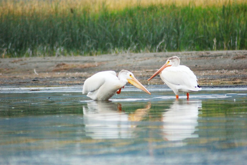 American White Pelican (Jami Crego photo)