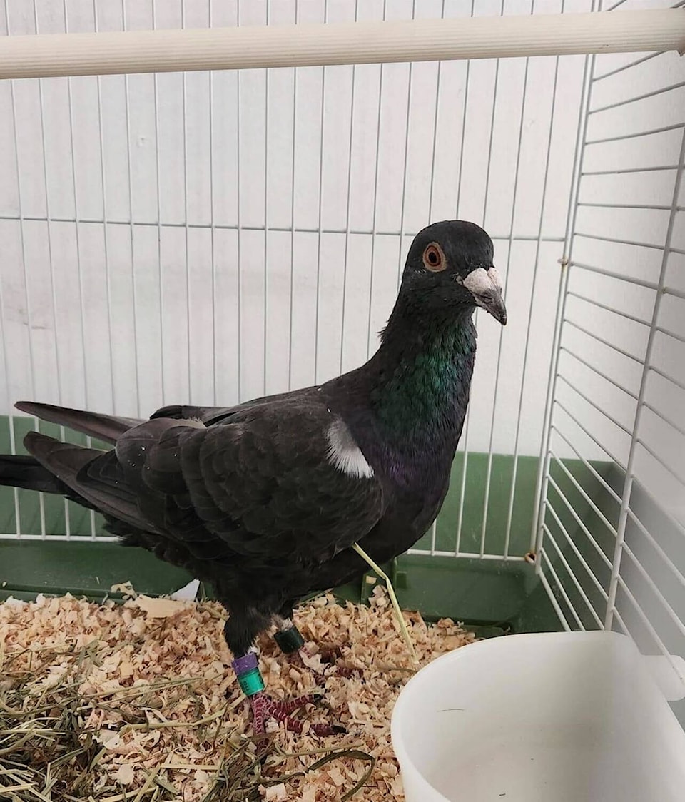 33828134_web1_230908-WLT-RacingPigeon_2