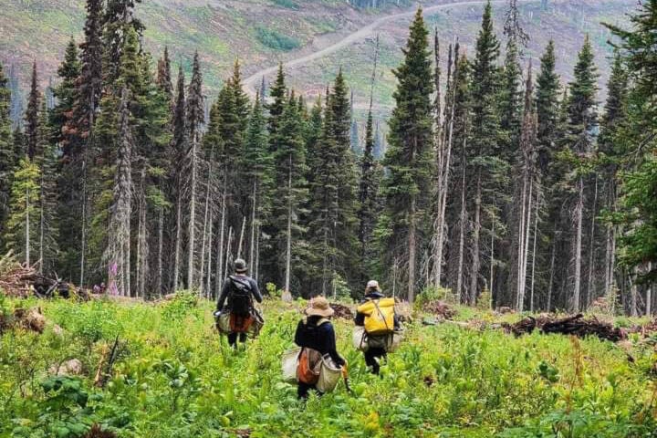 33953833_web1_230921-QCO-ForestryWeek-TreePlanting-Torrent-Silviculture_1