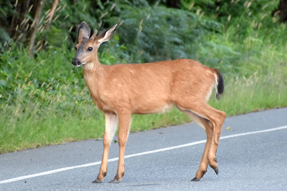 34188823_web1_230714-LAT-RH-LENSGoodyearDeer-Cora_2