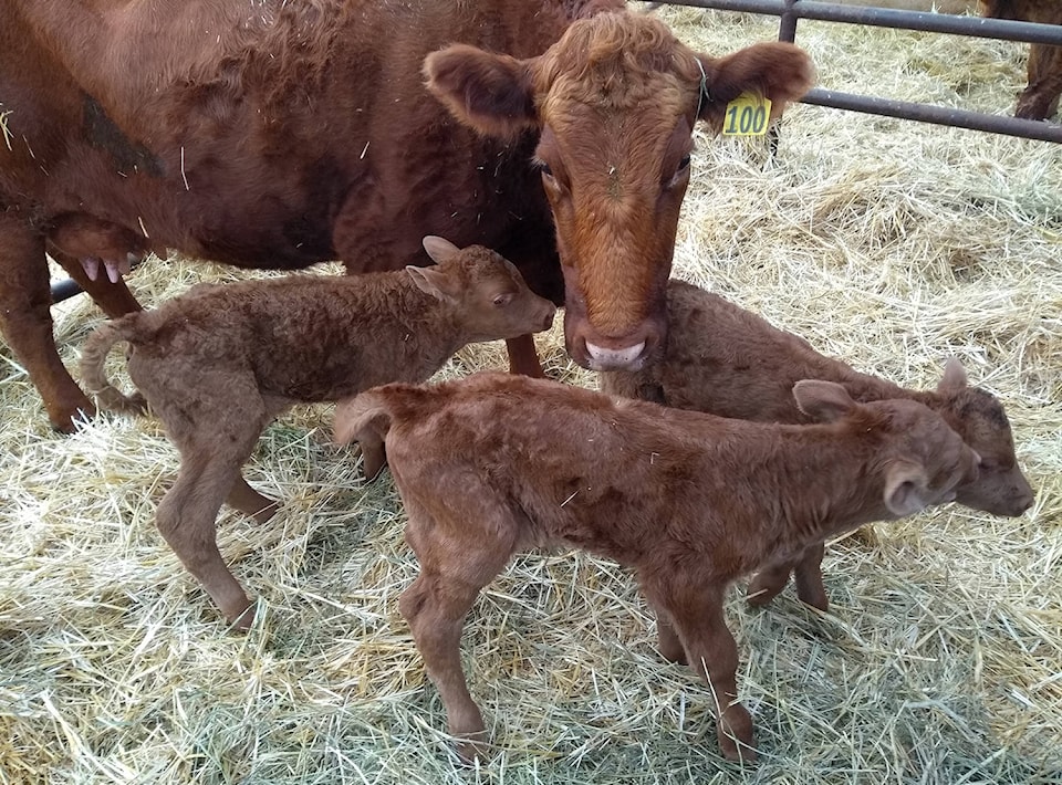 10896590_web1_180314-PON-calves-triplets_2