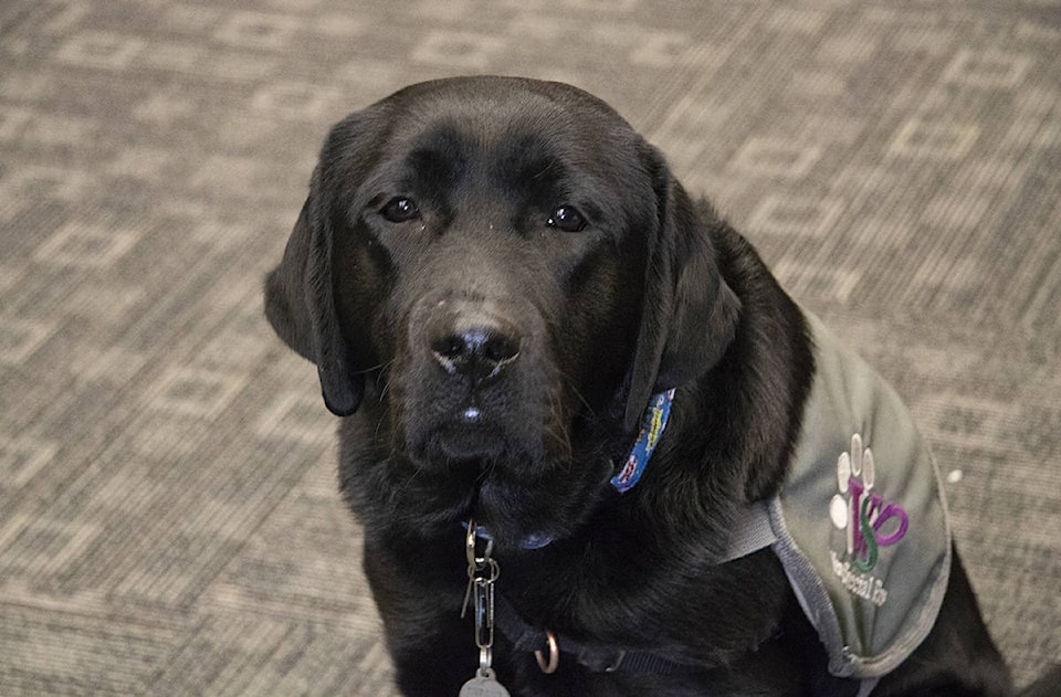 11937883_web1_harleythedog