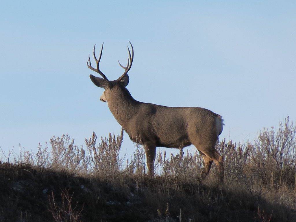 14256973_web1_Mule-deer