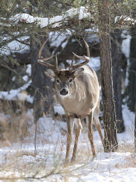 14256973_web1_Whitetail