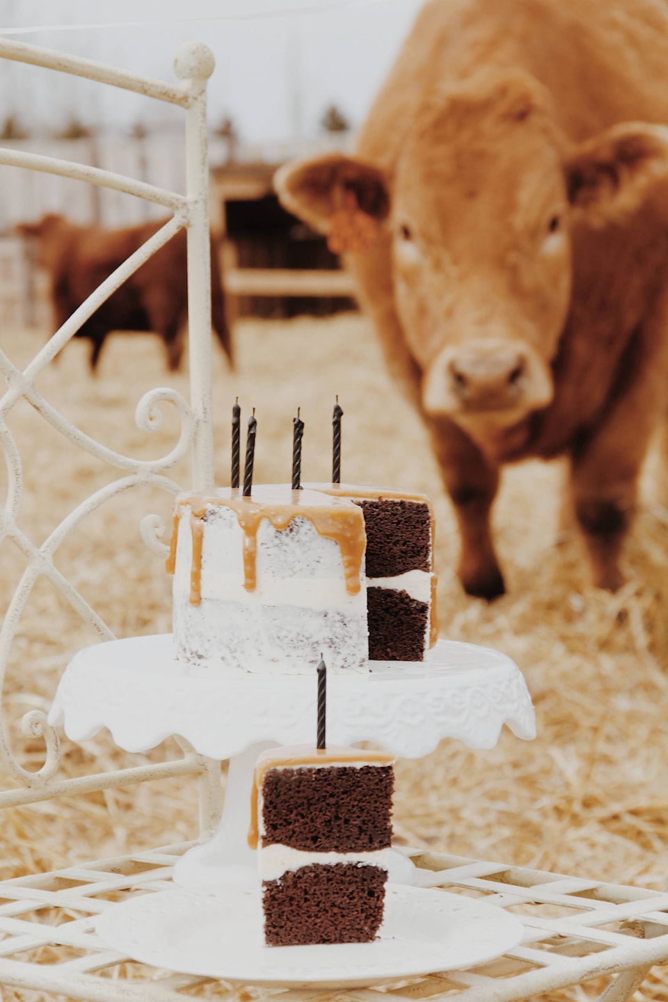 14628203_web1_cow-and-cake2018-04-14-04.01.13-1