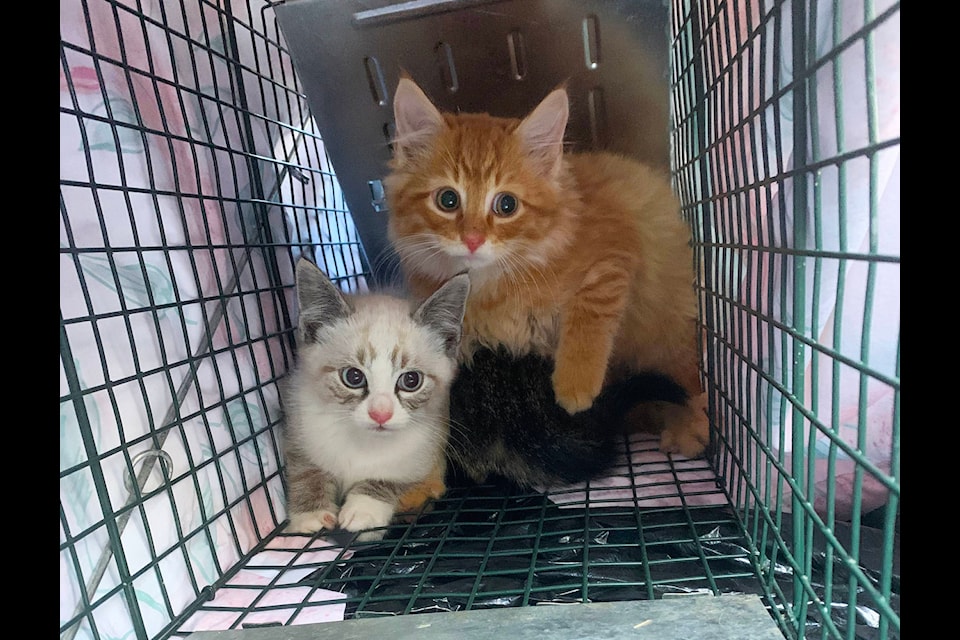 Three of five kittens that were rescued with their mom from off the streets in Mirror. Feral Cat Network president Tracy Sprague says it’s not enough to rescue kittens, you have to get the parents as well as close the circle. Photo submitted by Tracy Sprague