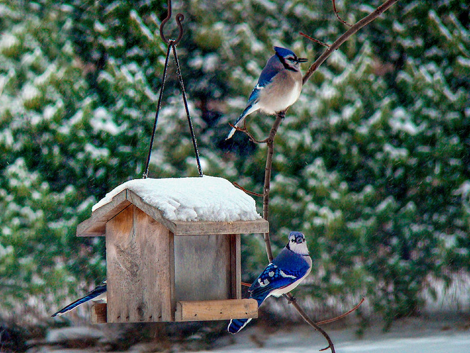 23463676_web1_201203-STI-ChristmasBirdCount-birds_1