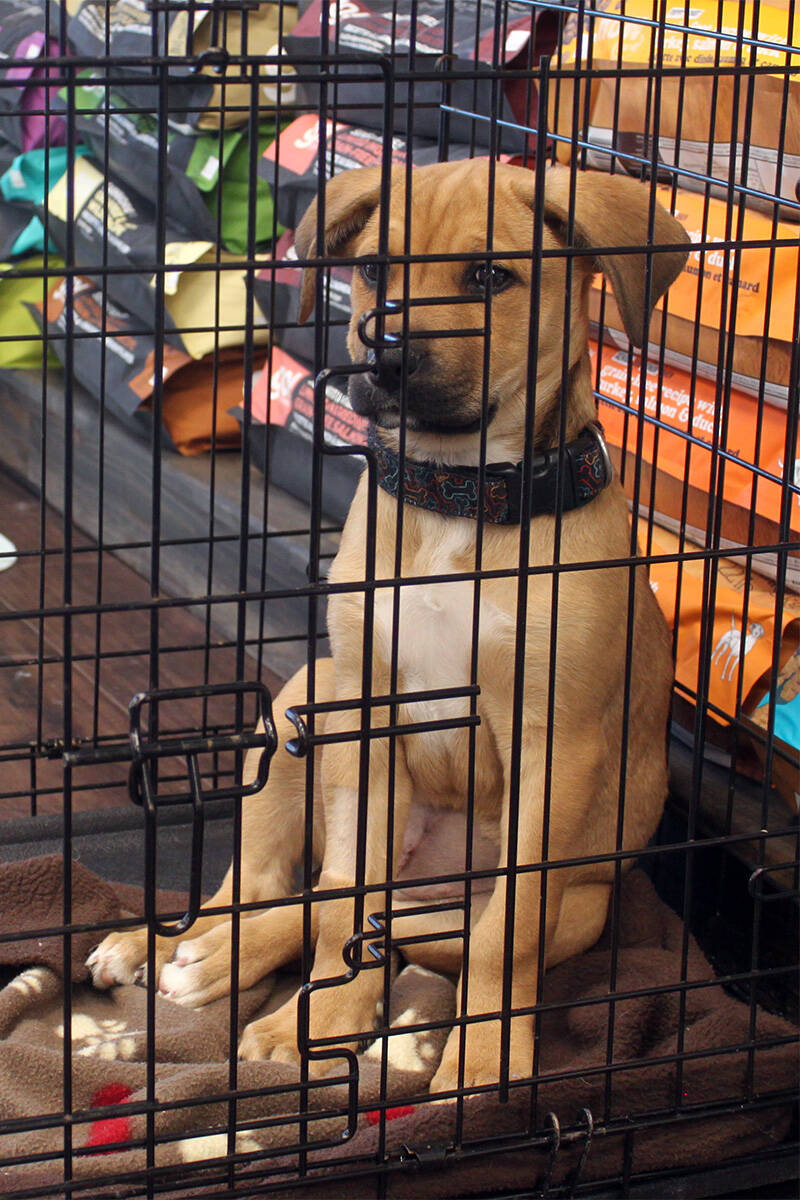 Alixbased Saving Grace Animal Society has record year for animal