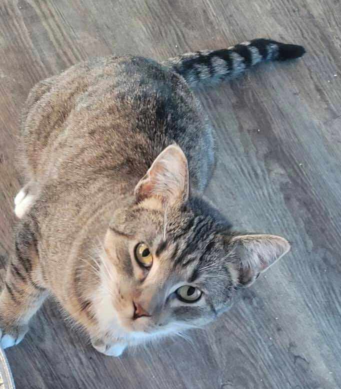 34337467_web1_230330-STI-Animal-rescues_4