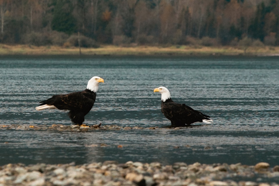 weekender-birds-eagles-outside-rowenas-inn-harrison-river-tourism-harrison