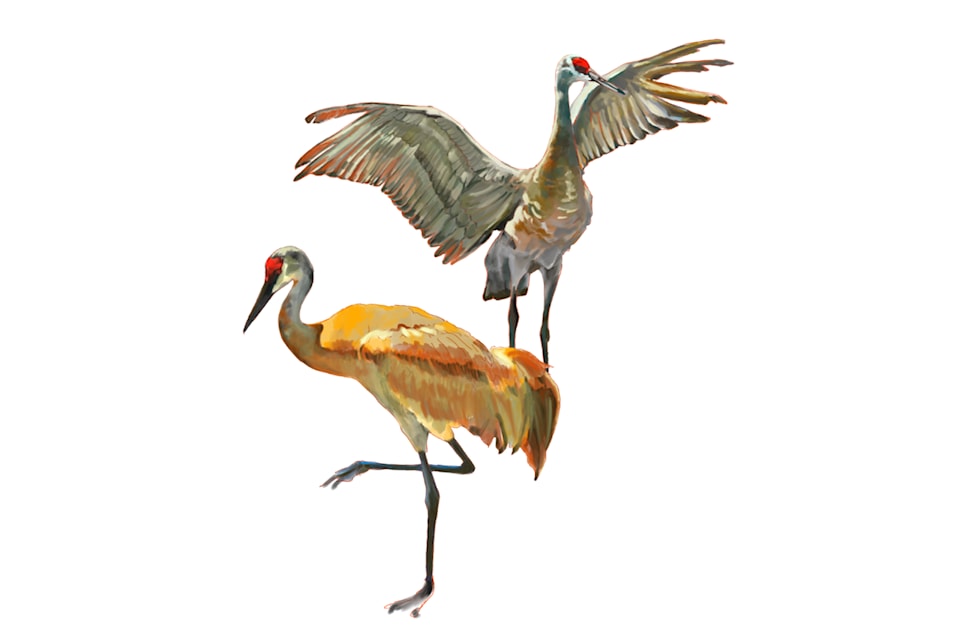 sandhill-cranes-sierra-lundy