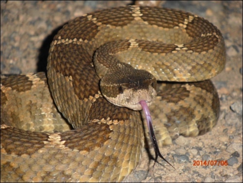 68142greenwoodRattlesnake