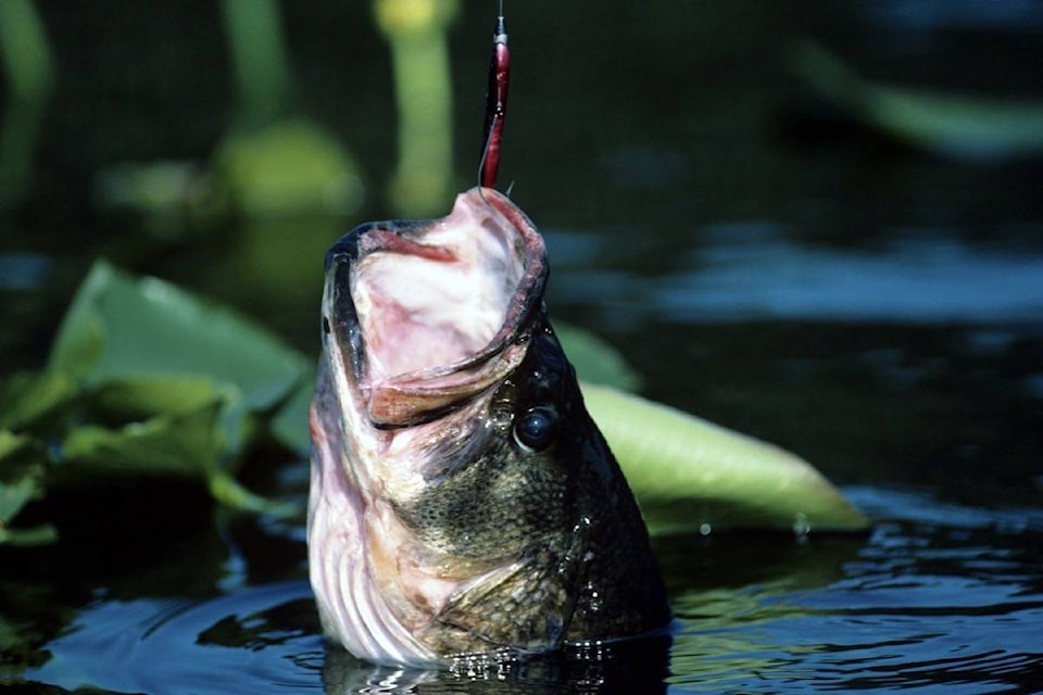 8589238_web1_170921-CAN-M-Large-Mouth-Bass