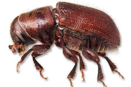 Pine beetles from Jasper National Park moving into commercial forest