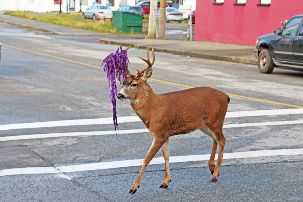 Hammy the deer dodges conservation officers in Prince Rupert