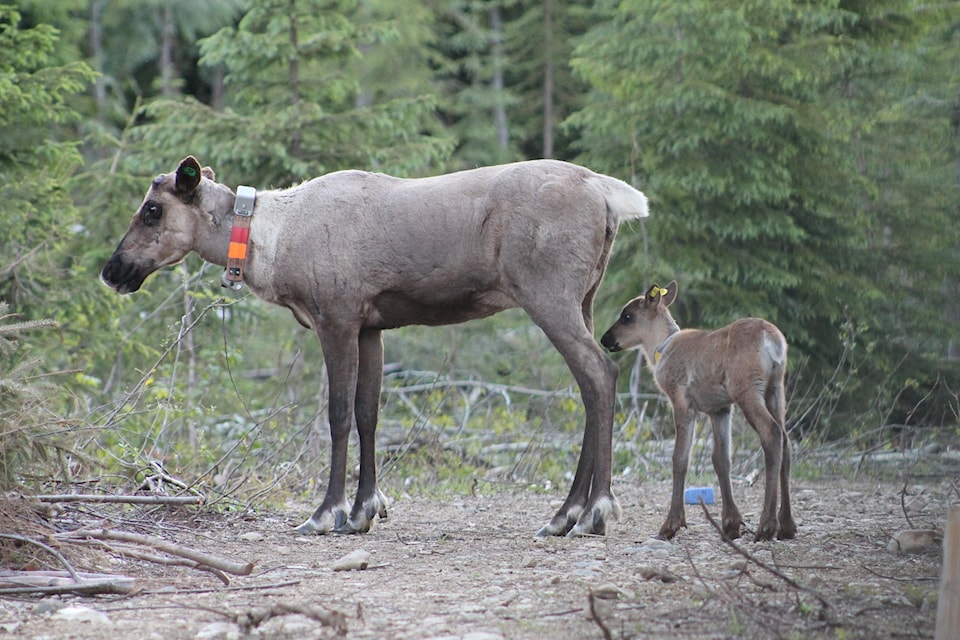 10091676_web1_Caribou-maternity-pen