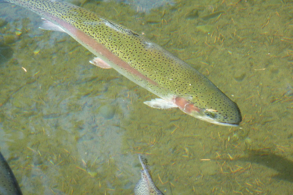 13034096_web1_copy_170315_WIN_rainbow-trout