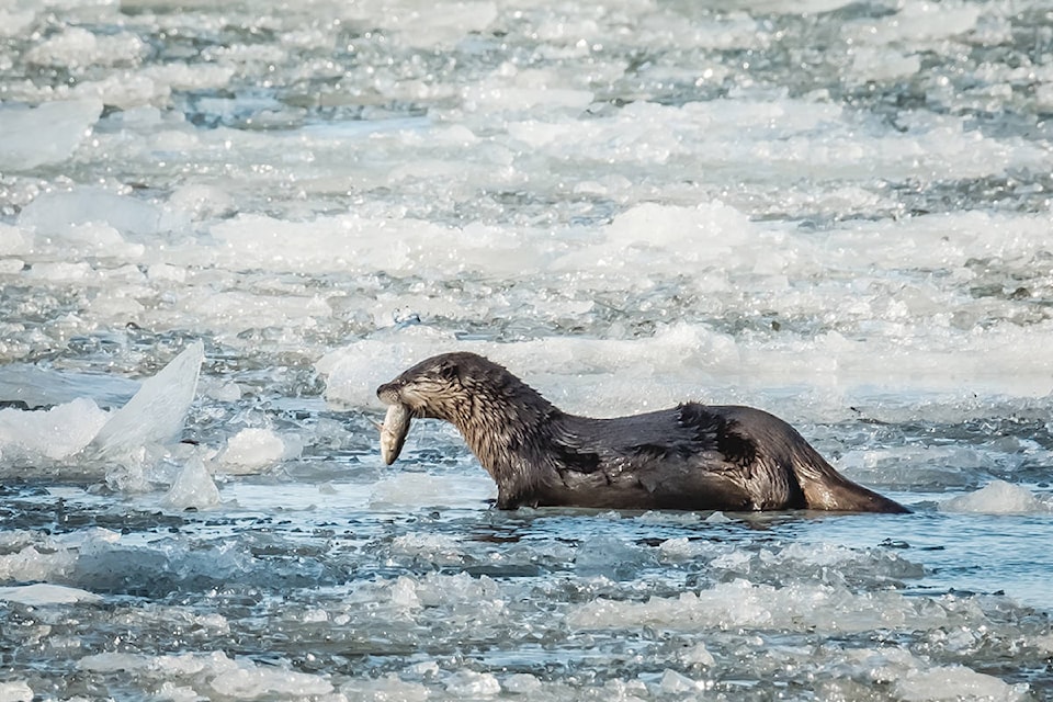 15637065_web1_copy_190219-LAD-OttersAtDerbyReach_1