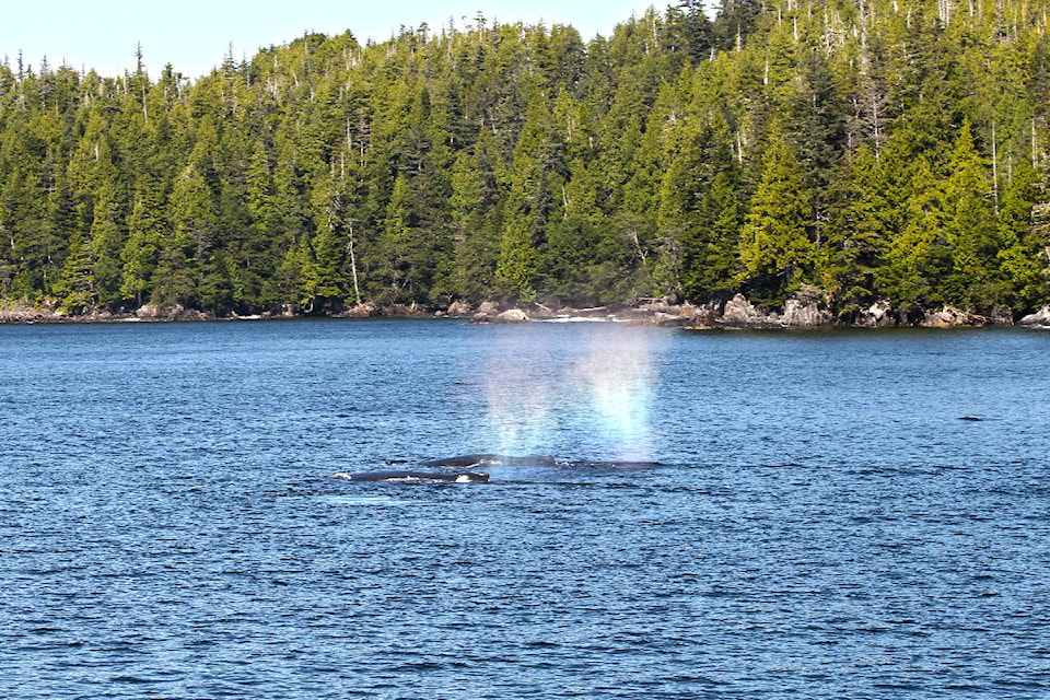 19753070_web1_RainbowSpray.Humpback.SL