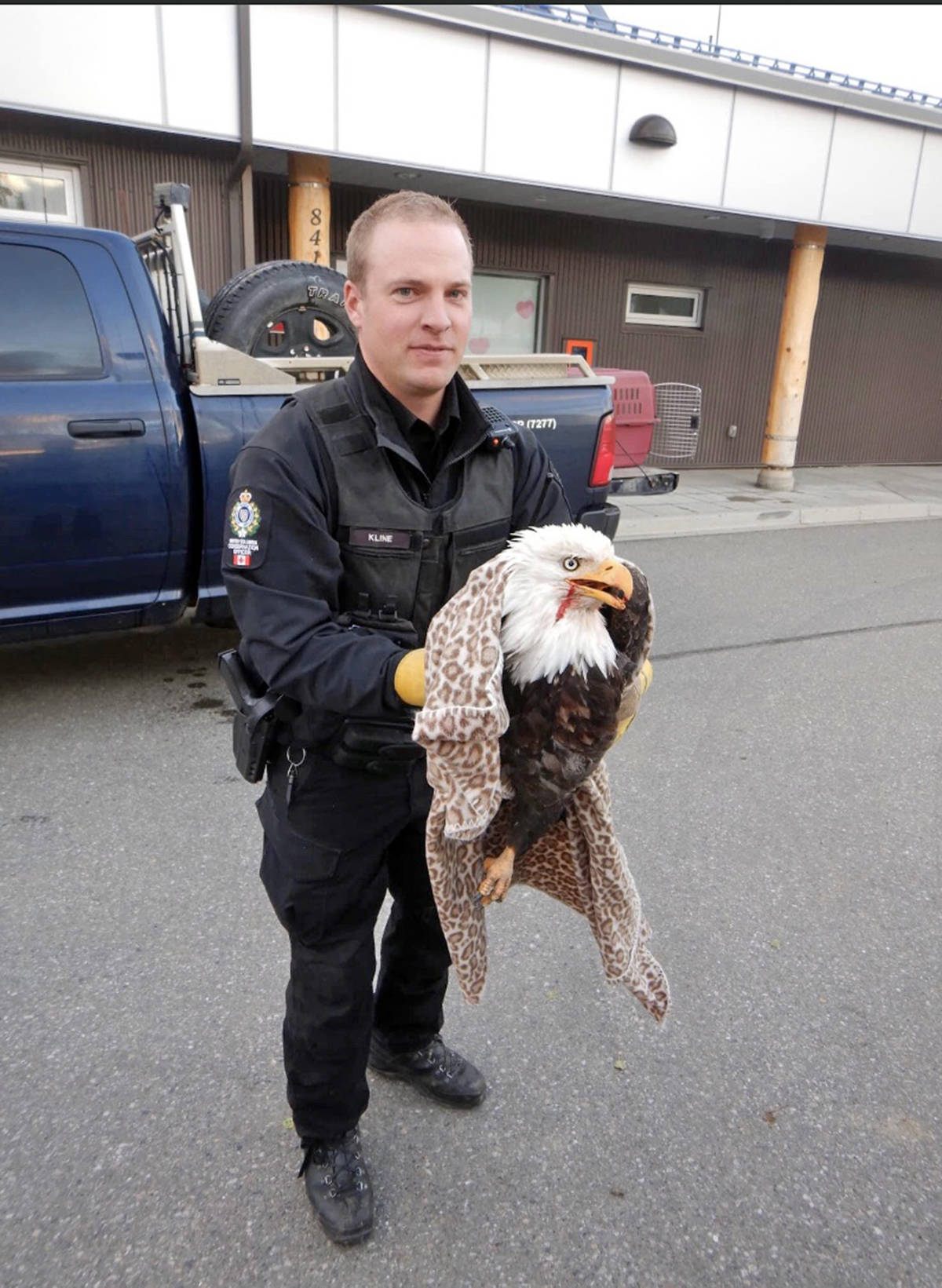 23101196_web1_201022-OMH-Motorist-Picks-Up-Injuired-Bald-Eagle_2