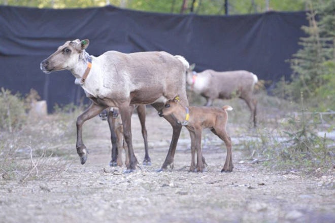 25123875_web1_210513-VMS-mountain-caribou-CARIBOU_1