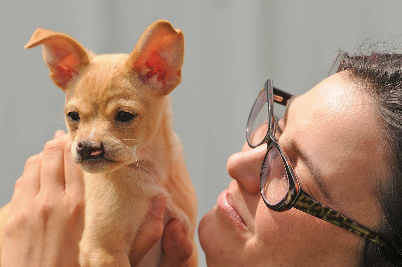 Baby Snoot is a chihuahua cross who was born with a cleft palate. He is seen here with Chilliwack SPCA branch manager Chloé MacBeth at the shelter on Thursday, June 3, 2021. (Jenna Hauck/ Chilliwack Progress)
