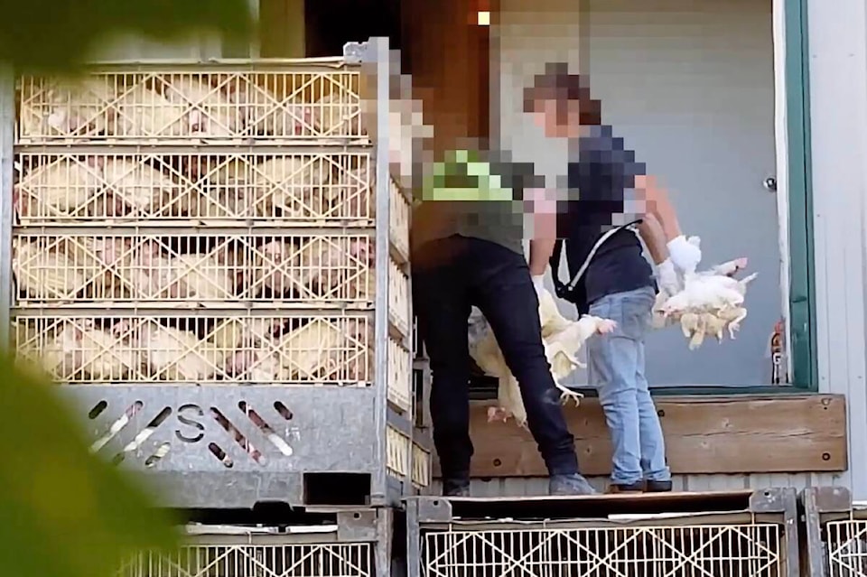 26658918_web1_210929-CPL-ChickenCatcherAbuse-GuiltyVerdict-undercover_1