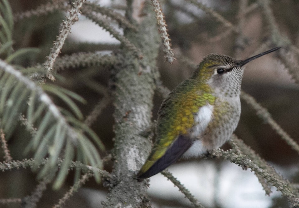 27728589_web1_220106-CVA-creston-bird-count_1