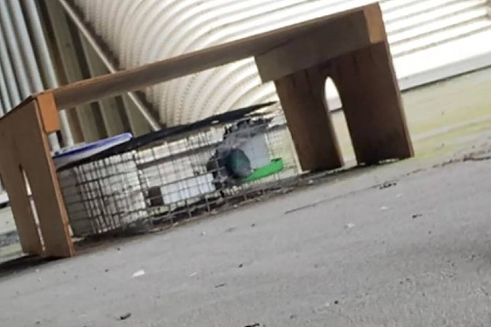 An image commuter Zahra Ahmdz says she took at the Stadium-Chinatown SkyTrain station on March 22, 2022 appears to show a pigeon dead inside a cage. (Credit: Zahra Ahmdz)
