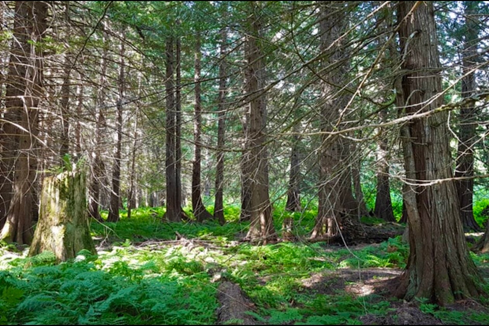 Located at the north end of Slocan Lake and straddling the mouth of Bonanza Creek, land donated by the Alvarez family builds on efforts to protect the entire Bonanza Marsh wetland. Photo: Submitted