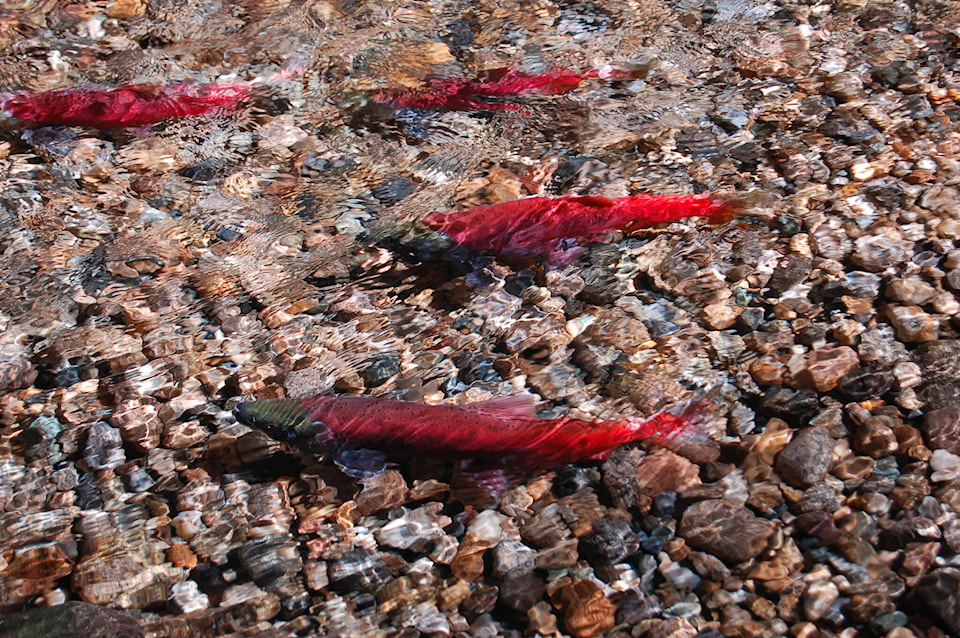 29712921_web1_copy_Kokanee-close-up-copy-2