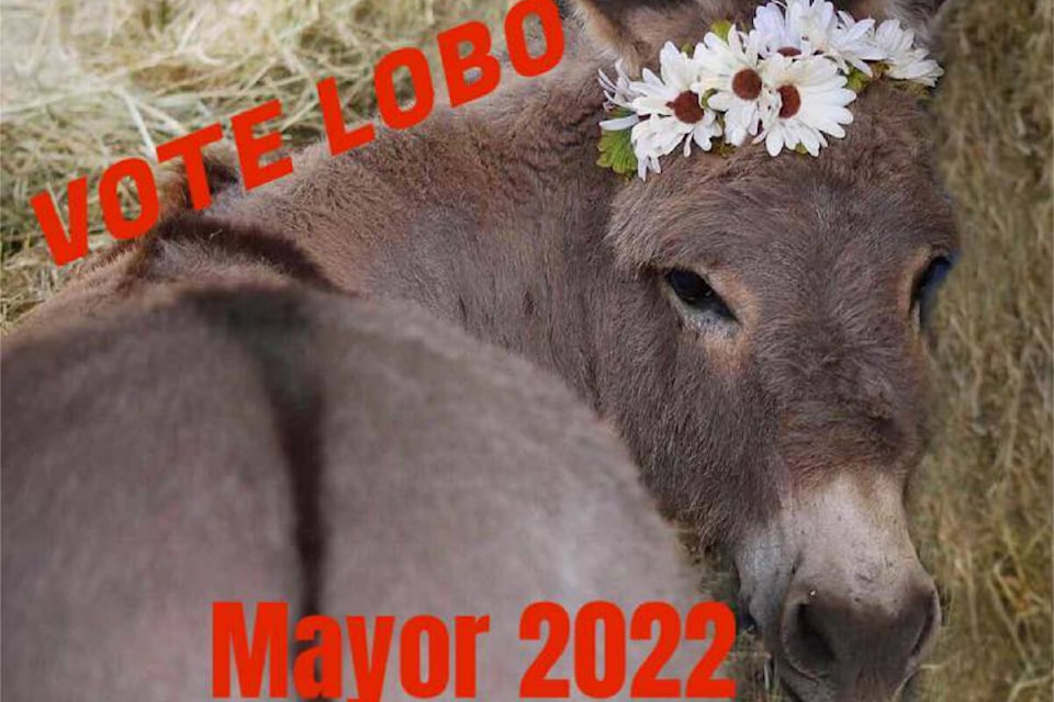 30331942_web1_220908-BPD-Donkey-Mayor
