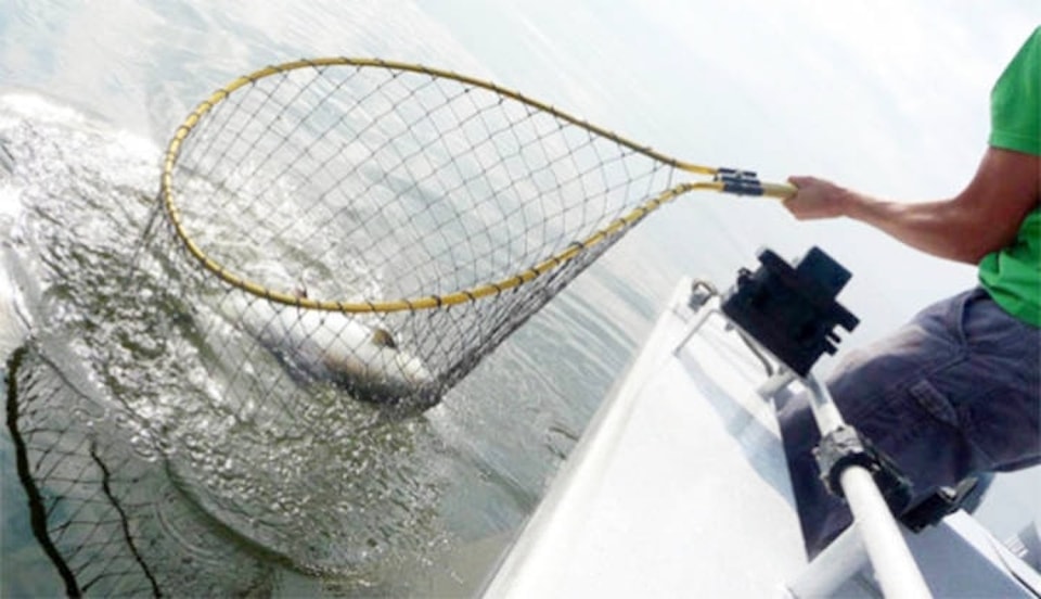 26220890_web1_210825-ldn_salmonseason-salmon_1