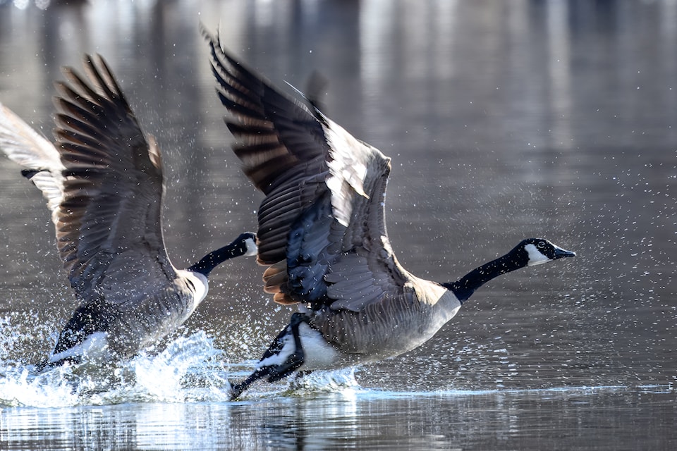 250516-ldn-canadian-geese