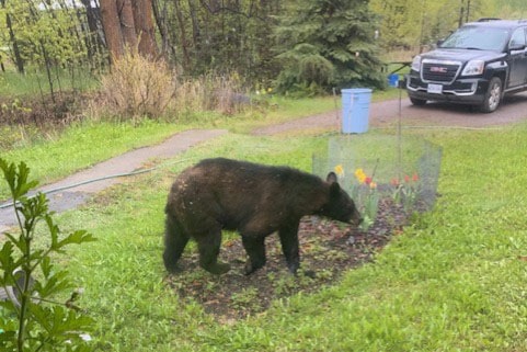 bear1