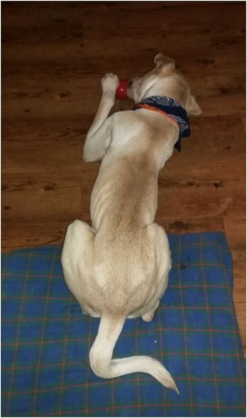 250326-ldn-dog-dna-1