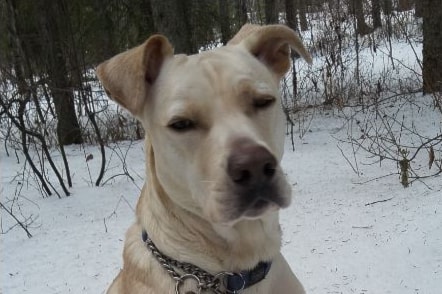 250326-ldn-dog-dna-2-crop