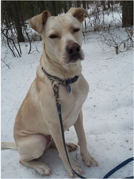 250326-ldn-dog-dna-2