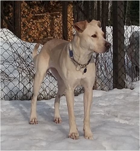 250326-ldn-dog-dna-3