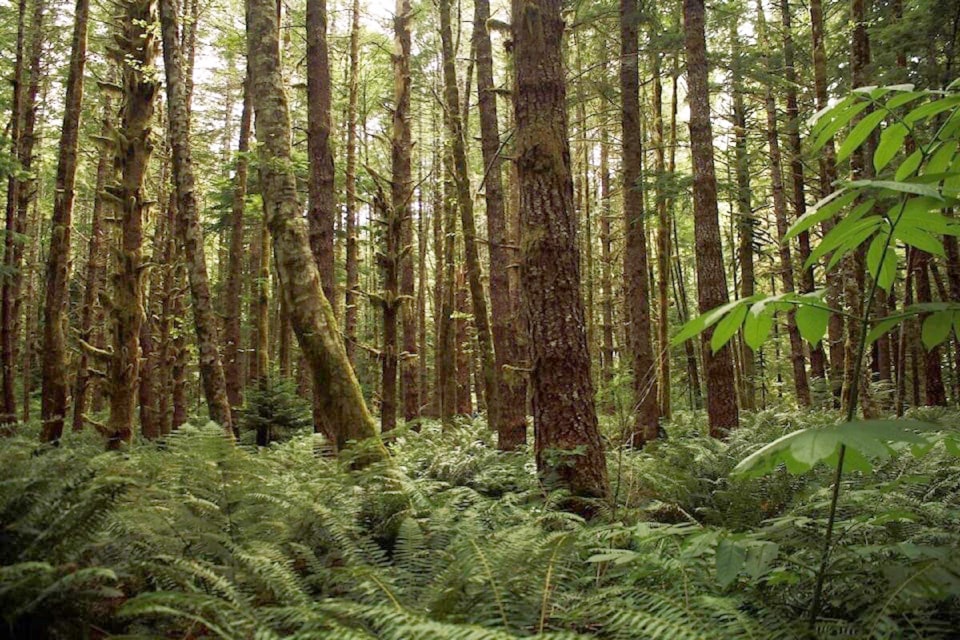 Burns Lake student receives 2025 forestry scholarship