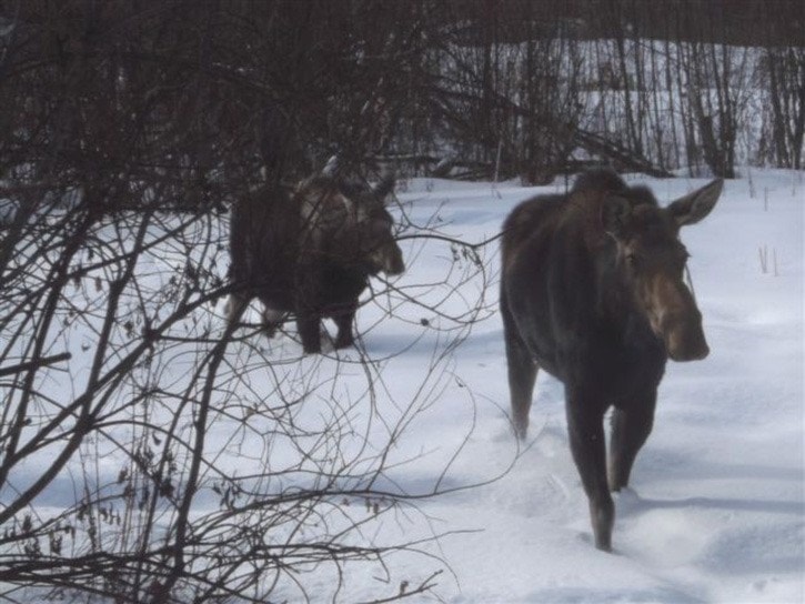 Wild game poaching remains steady in Burns Lake area