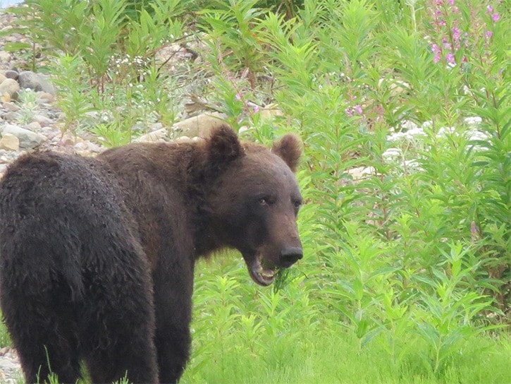 Grizzly relocated from Topley area