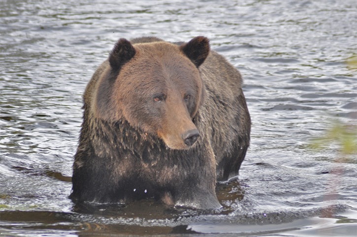 Is the grizzly bear trophy hunt sustainable in B.C.?