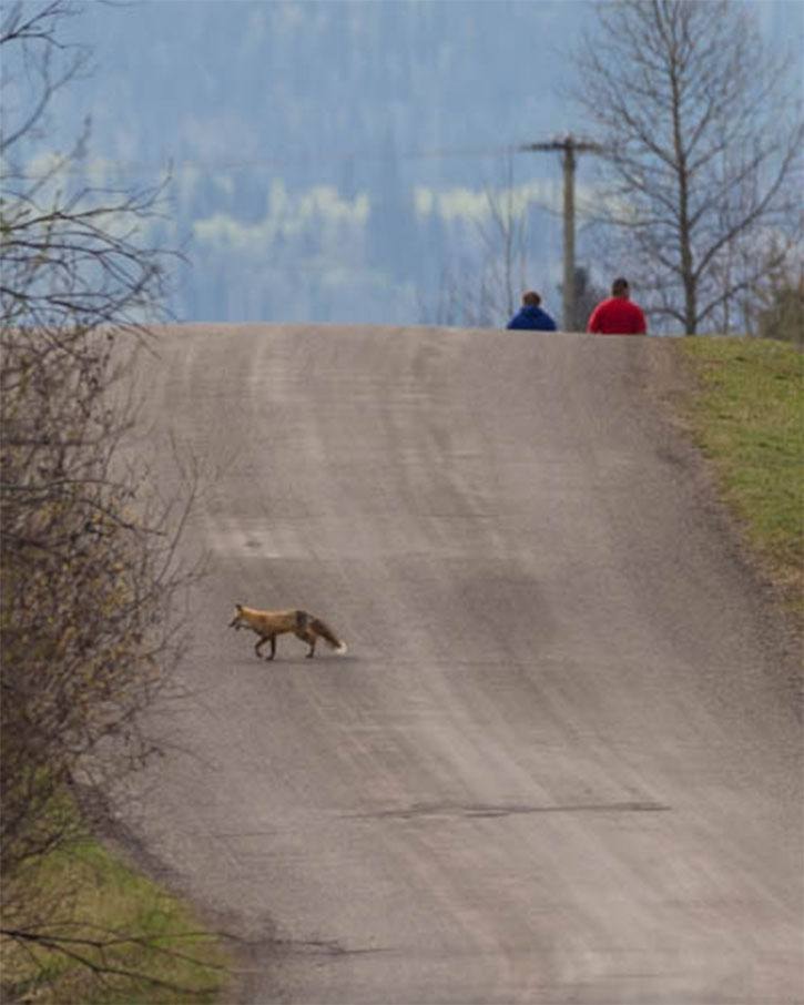 couple unaware of fox